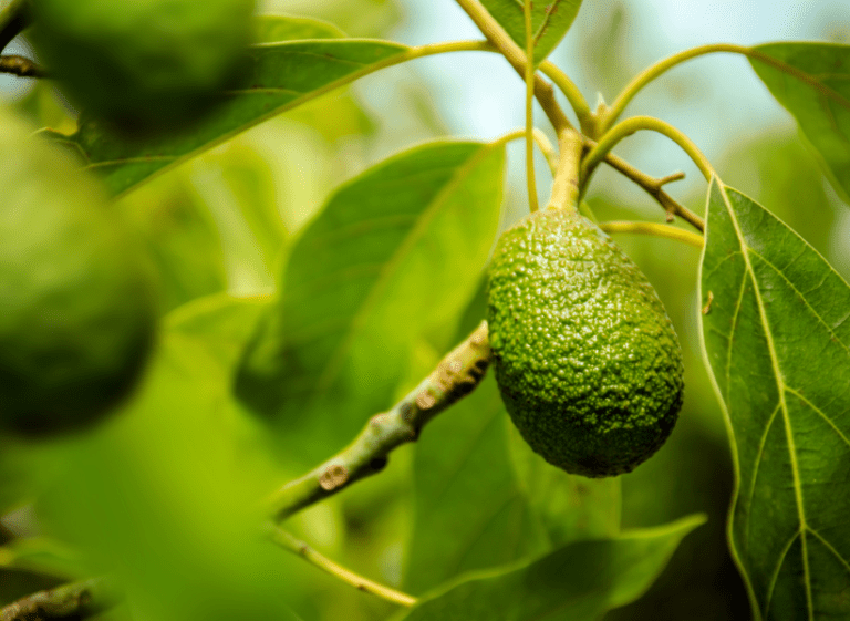 Growing and Caring for Avocado Trees: A Full How-To Guide
