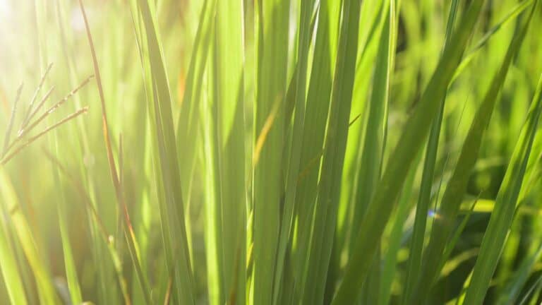 How to Grow Lemongrass: A Full How-to & Care Guide