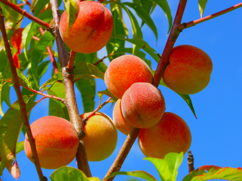 How to Grow Peach Trees: A Comprehensive Guide and FAQs